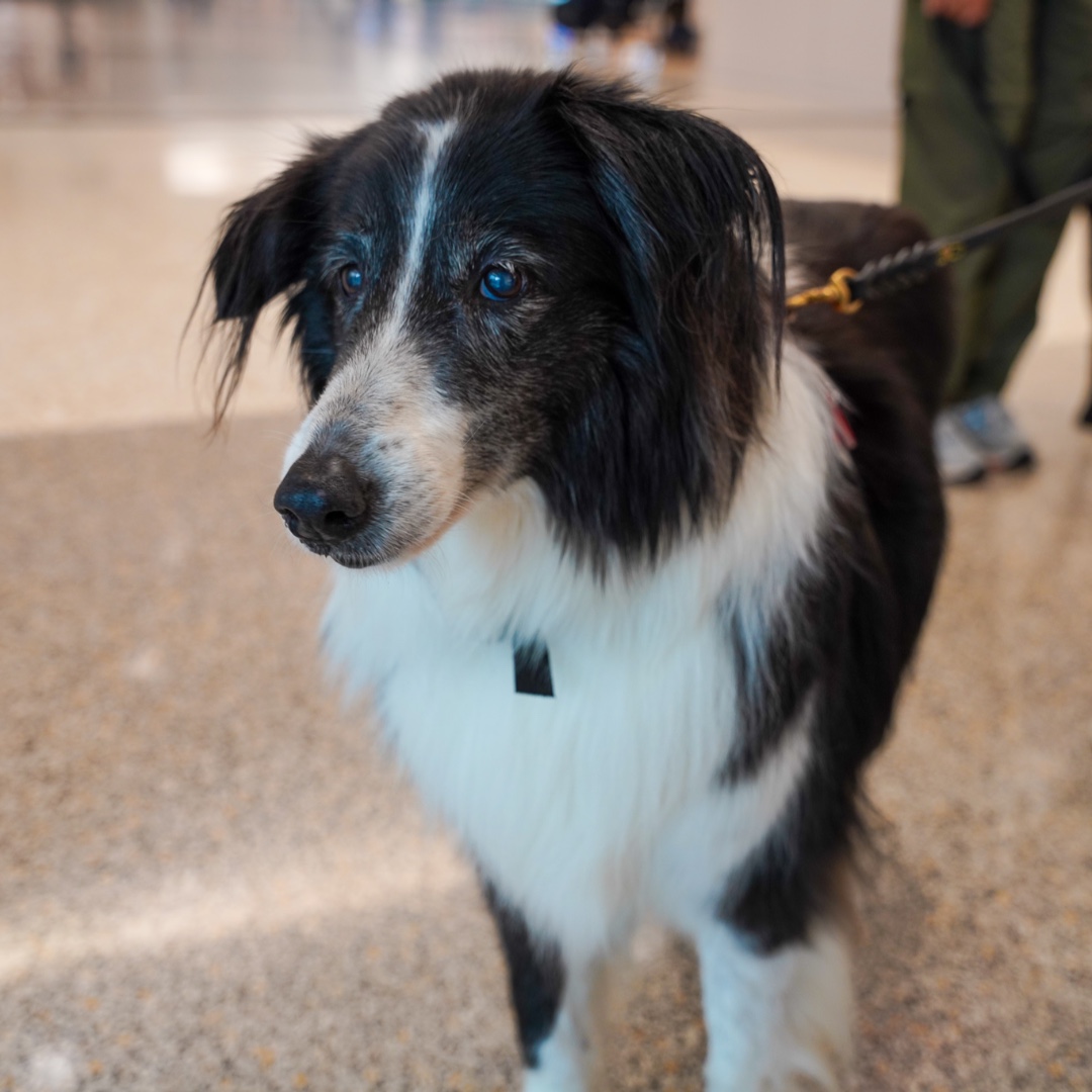 iah's tweet photo. You know it's going to be a pawsitive day 🐾 when you see the #IAHTherapyDogs at the airport 🙌 Say hi to our friends today at noon 👋 https://t.co/XvIzVu7deU