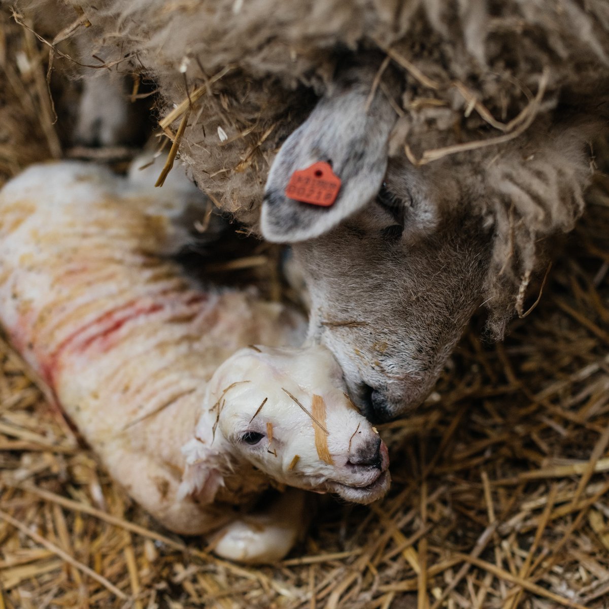 pinkpigfarm's tweet photo. Lambing season is over 🥳

We've had an amazing season, with no cades (orphan lambs) and lots of happy sheep! Farmer Anna is very happy to have her social life back 😂 Until next year.

If you want to see our lambs we have two little ones on the farm trail 🐑 https://t.co/pEexH00i82