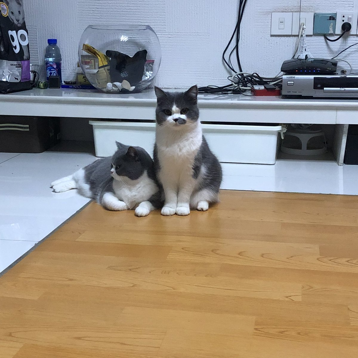 Mula7777's tweet image. 