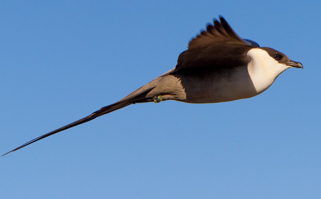 MovebankTeam's tweet photo. New Long-tailed Jaeger dataset from
@yannick_seyer
et al in the Data Repository! These data are associated with their paper from last year "Seasonal variations in migration strategy of a long-distance Arctic-breeding seabird" https://t.co/WunBjf4dbL https://t.co/eh2d5VLAoV