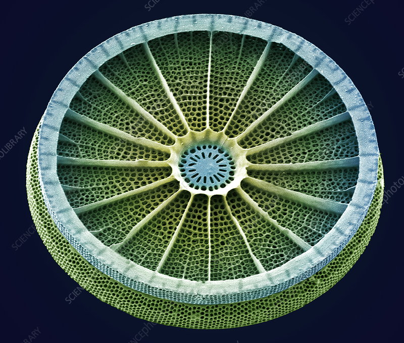 These geometric cuties are diatoms, a group of microscopic unicellular algae often referred as "jewels of the sea" 💚