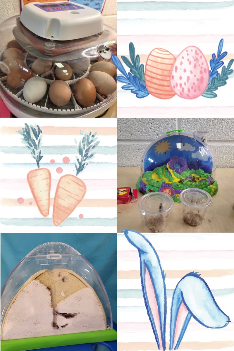 #Spring time is here! #caterpillar #prayingmantis #eggs  🐜 🐞 🦋 🐣 #Sheppardjets #iamwfisd