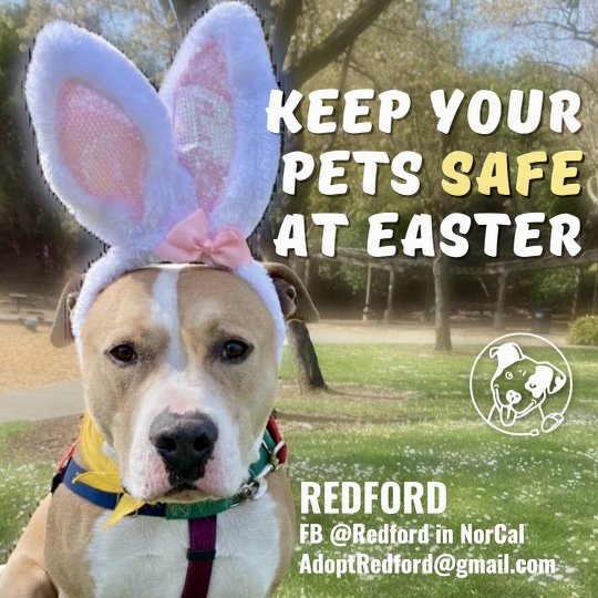 PitBullRescueCentral (@pbrctweets) on Twitter photo Top four Easter hazards ...
aspca.org/news/top-four-…
URGENT: Notice our "Pit Bull Bunny," Redford needs a home ASAP!
Facebook @Redford
AdoptRedford@gmail.com
#easter #pethazards #pethazardsprevention #PBRC #pbrc #adoptredford #adoptapitbull #adoptapitbull #Redford #pitbulls Top four Easter hazards ...
aspca.org/news/top-four-…
URGENT: Notice our "Pit Bull Bunny," Redford needs a home ASAP!
Facebook @Redford
AdoptRedford@gmail.com
#easter #pethazards #pethazardsprevention #PBRC #pbrc #adoptredford #adoptapitbull #adoptapitbull #Redford #pitbulls