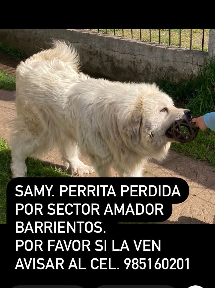 consue_m's tweet photo. Se extravió anoche, #Osorno Calle Amador Barrientos, altura Iglesia Sagrado Corazón. Favor difundir! @RichyOsorno @FPalominosCasas @PameRCM @pattynavarrot_ @solopatty1 @lslvmy @AlexSobarzo_ @Serfantasista @roberto_9carlos @Geosorno01 @paislobo https://t.co/qKHtePqkop