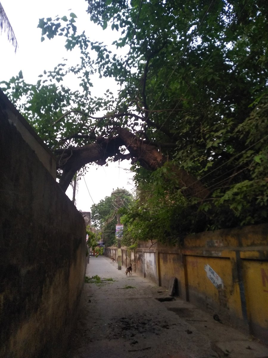 mrmohitg's tweet photo. @SEVA_SBPDCL In the area of Khagaul, the tree has fallen 1 year ago, from that time due to heat, and several condition created by the wires, now tree has burnt completely in 2 parts. One of the part is still hanging over wire which is over the road and is very dangerous https://t.co/y07M41SsJE
