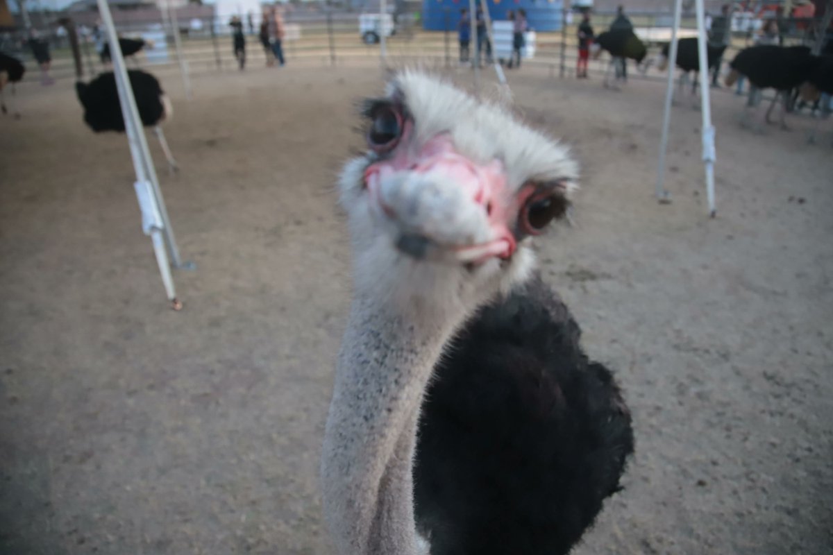 Missing our flightless friends a little extra today! 😂 ❤️

📸 @oakimagery