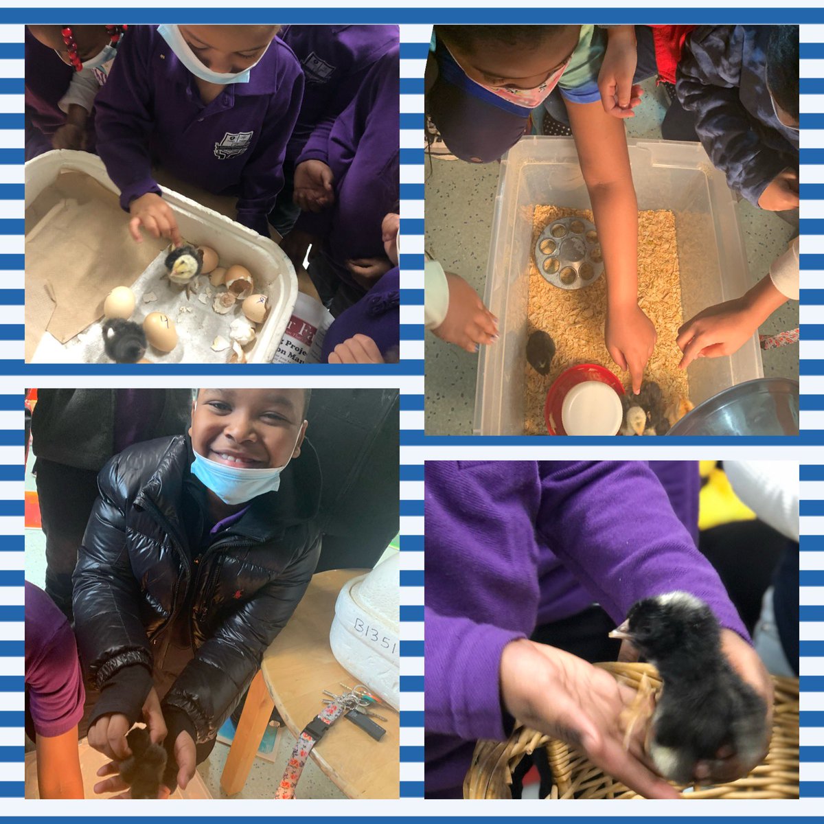 PS12brooklyn's tweet photo. It’s Hatching Season at PS 12! Students take part in wonderful hands on lessons about the life cycle of a chicken. Students observed the process of eggs, embryos, hatchlings and chicks. https://t.co/Ouvc7DIyC3