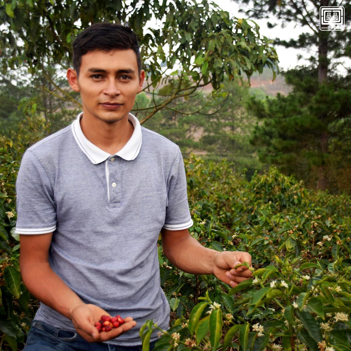 SPP engages a wide network of producers 👩‍🌾 and buyers located in different countries and regions all over the world: decisions regarding our standards and operation are made in a democratic and participatory way ☝️.