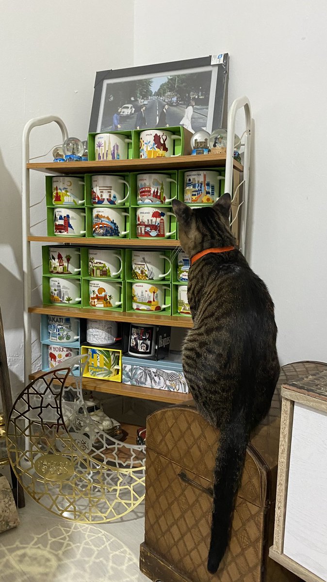 janneramoz's tweet photo. I’m wonder what he is starring at? #CatsOfTwitter #flokithecat #FLOKI https://t.co/m6zRViwbsj