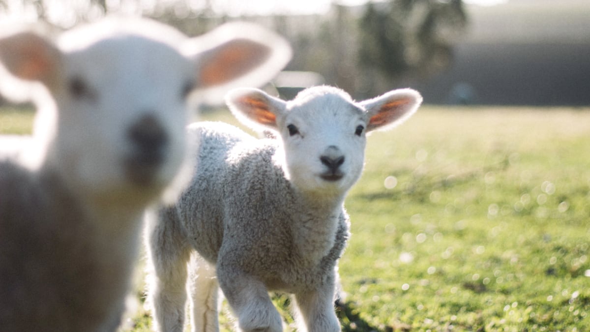 Please make this #Easter #plantbased, a baby #lamb belongs with their mother, to live their life #freefromharm.
