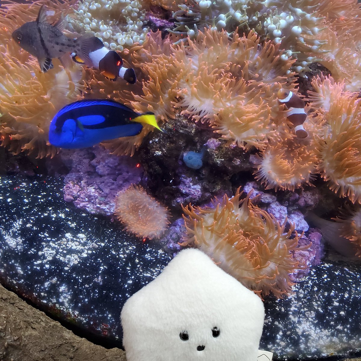 sucklet7's tweet photo. i found them.
#sucklet. #fishlet. #nemo. #dory. https://t.co/ZGT67Oiw4Q