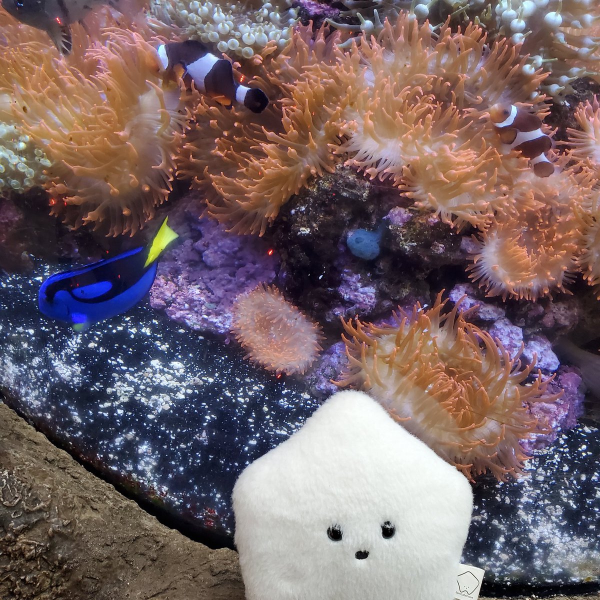 sucklet7's tweet photo. i found them.
#sucklet. #fishlet. #nemo. #dory. https://t.co/ZGT67Oiw4Q