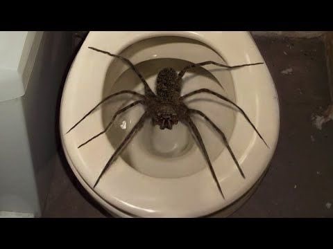 135_ENT's tweet photo. How brave are you REALLY.

You got the late night drinking eating Taco Bell and White Castle bubble guts and this is guarding the toilet WHAT WILL YOU DO #howbraveareyou https://t.co/c3E8lpvIJD