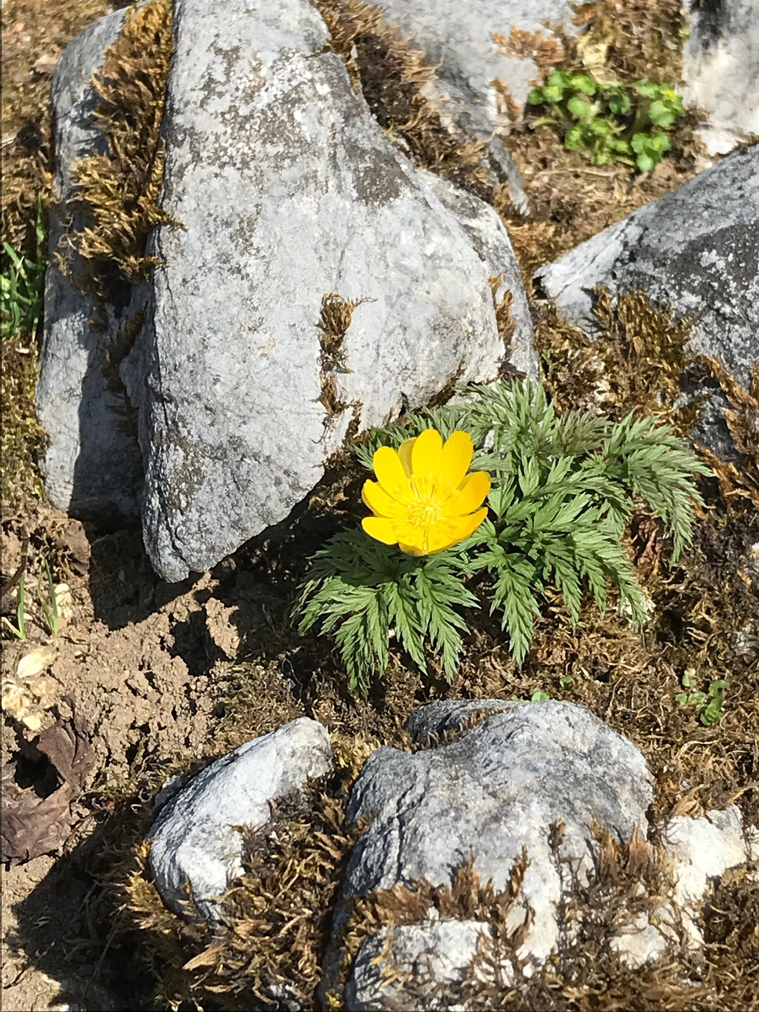 تويتر 今江恒夫 守山市議会議員 على تويتر 福寿草 の花言葉は 幸せを招く 永久の幸福 などがあります 福寿草という名前からも分かるよう 古くから日本で福を招く植物として知られてきました ただ 可愛くて綺麗な花ですが 毒があります 気を付けましょう