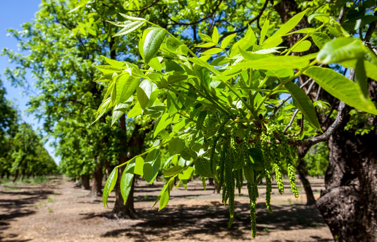 Did you know New Mexico is one of the top pecan growers in the U.S.? Fun fact for #NationalPecanDay! 
📷 : Stahmanns Pecans