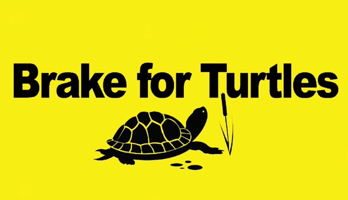 It’s #turtleszn so I return to Twitter to advise all of you to pay attention when driving and BRAKE for turtles