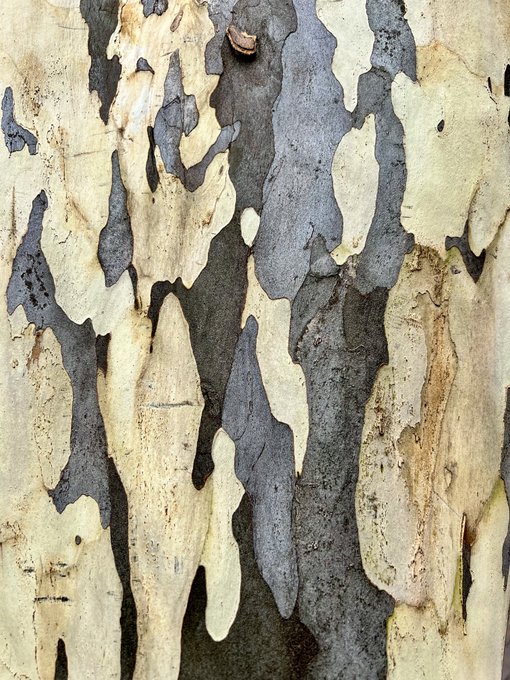 MajorityRights's tweet photo. Earthy tones #leopardtree https://t.co/DBlStA5Jvk