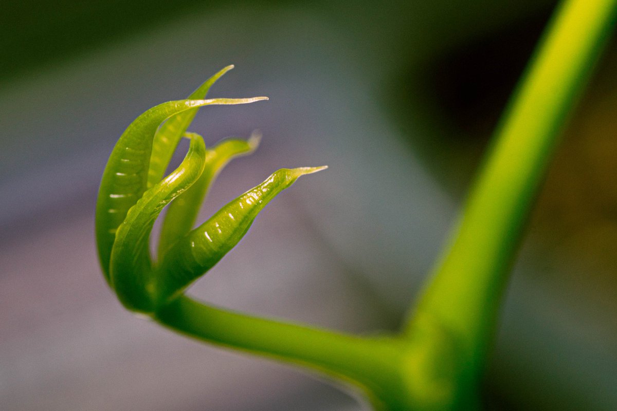 EthernetGhost_'s tweet photo. Creepy plant hand😵 https://t.co/dI8c1u9CaC