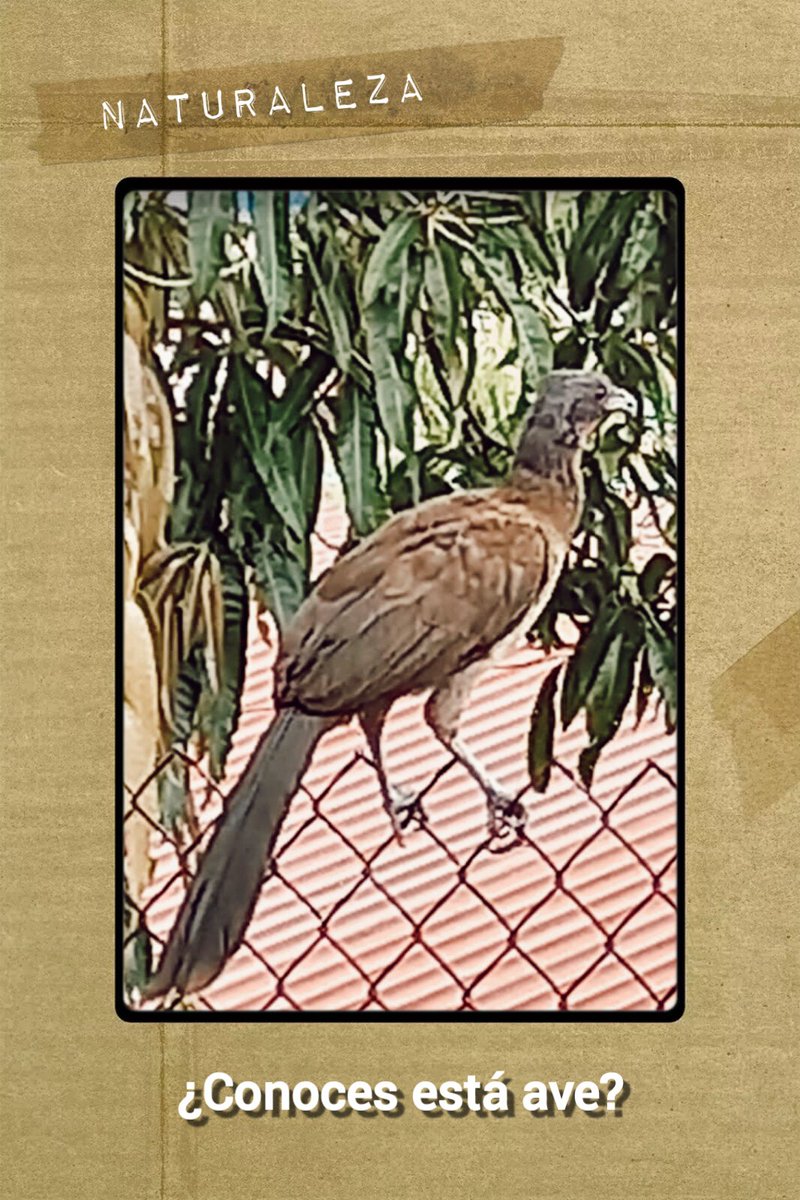 Conoces está ave❓#Panama #ave #pajaro #birdwatching #avistamientodeaves ❓Do you know this bird