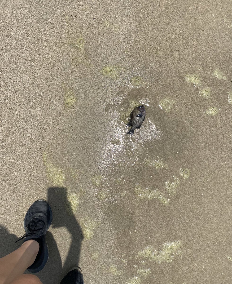 luisapizzuto's tweet photo. en menos de 500 metros vi esta cantidad de peces muertos:( que está pasandoooo?! (faltaron 5 fotos más) creo que el color del agua explica todo💔 https://t.co/G3kyb8kJU7
