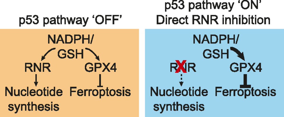 Part of our Special Collection: Cancer Biology 2022 This work from the @sjd956 lab at @stanford shows how inhibition of nucleotide synthesis can prevent cell death by conserving a protective metabolite. bit.ly/3xpK5lO