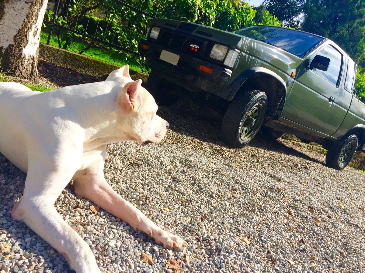 security #thor #dogoargentino #kingcab #pickup https://t.co/nXHBVzjMih