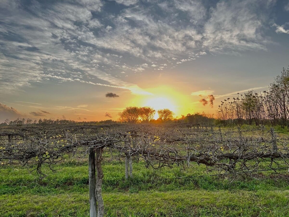 paulkvineyards's tweet photo. From all of us at Paulk Vineyards, Happy Easter! ✝️

While it's easy to get caught up in egg hunts and Easter baskets, we hope that you'll take some time today to celebrate the resurrection of our Lord and Savior, Jesus Christ with loved ones. https://t.co/shR5tgC7g5