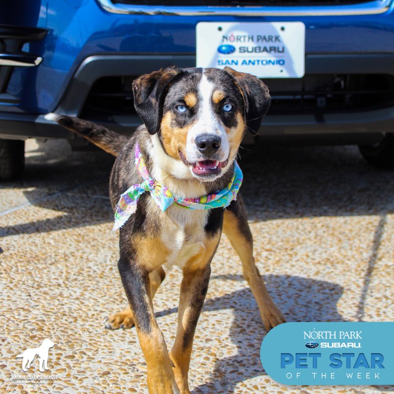 Animal Defense League of Texas tweet media