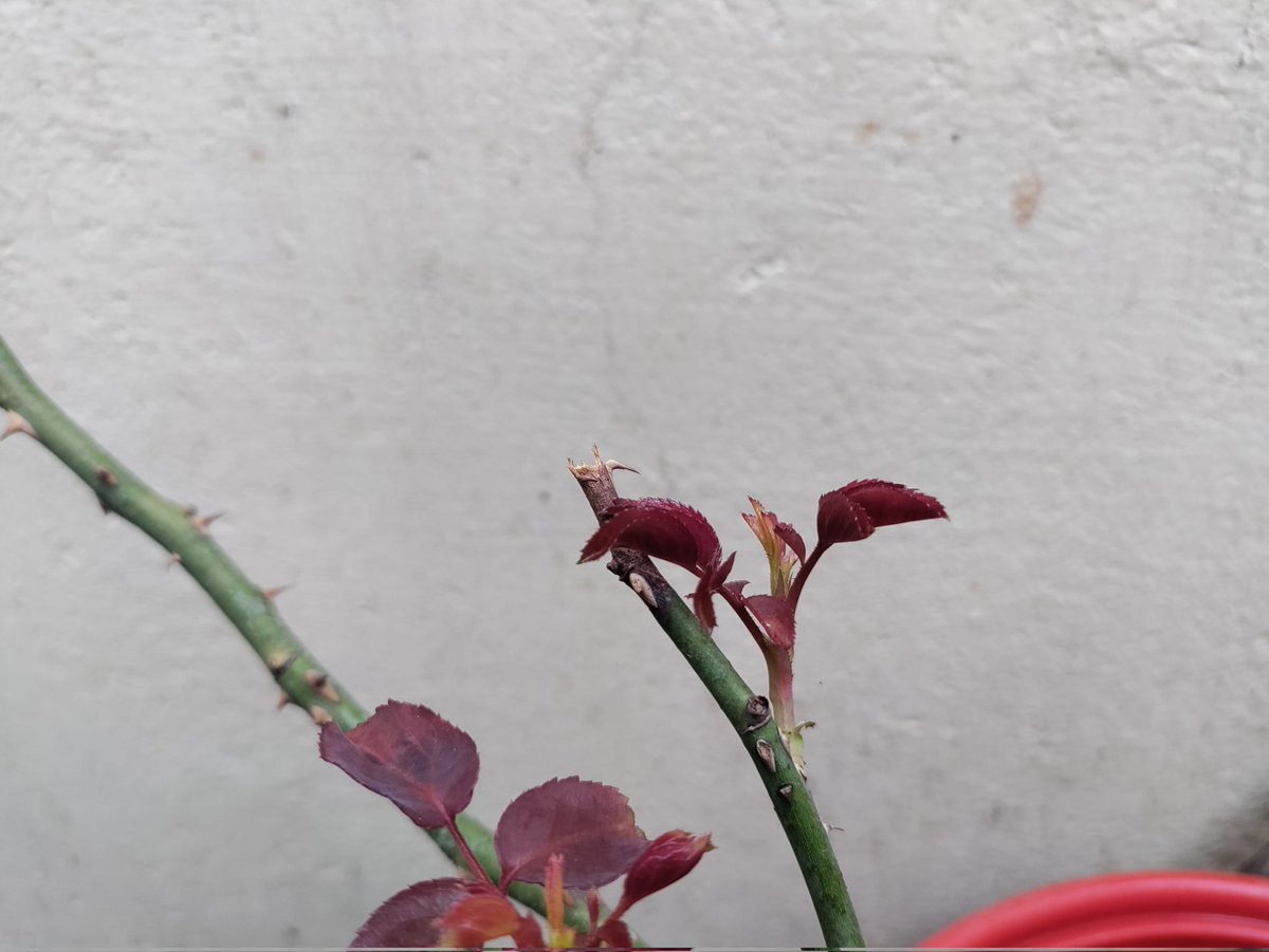 GaneshCKumar's tweet photo. That, is beautiful colour!! #newfoliage https://t.co/yxzLPrvuRG