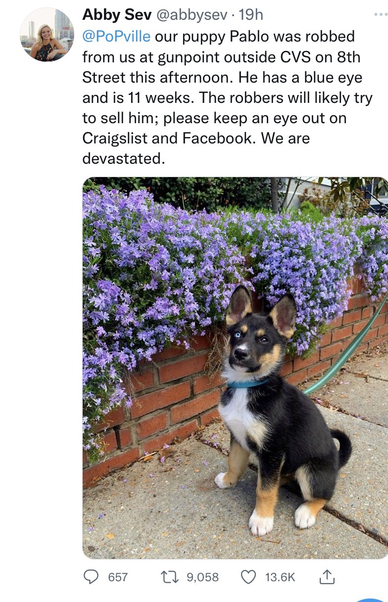 Do Dogs Scare Away Robbers