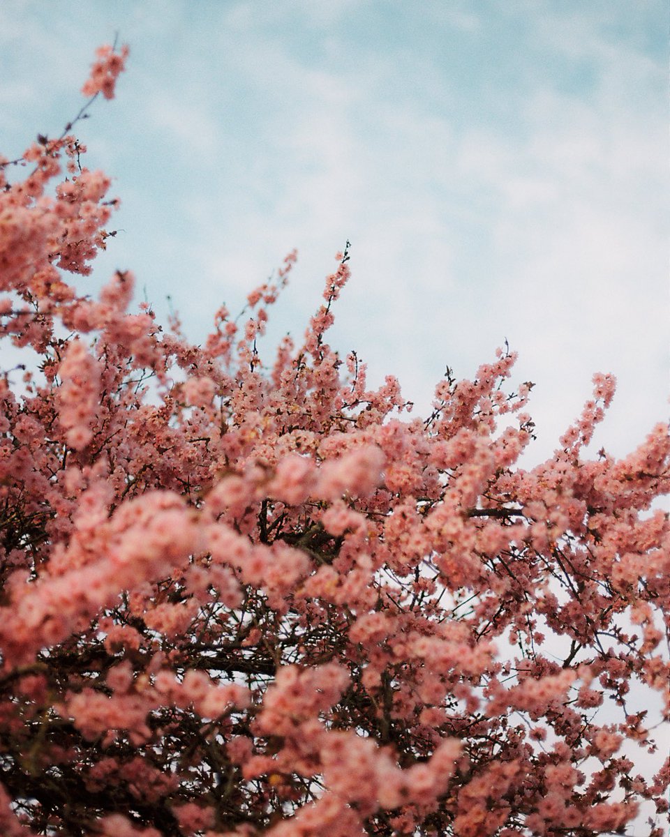 GroverMaxwell's tweet photo. Share your cherry blossom photos! Rt my faves 🙌🏼 #photography https://t.co/lpvXf3VKUR