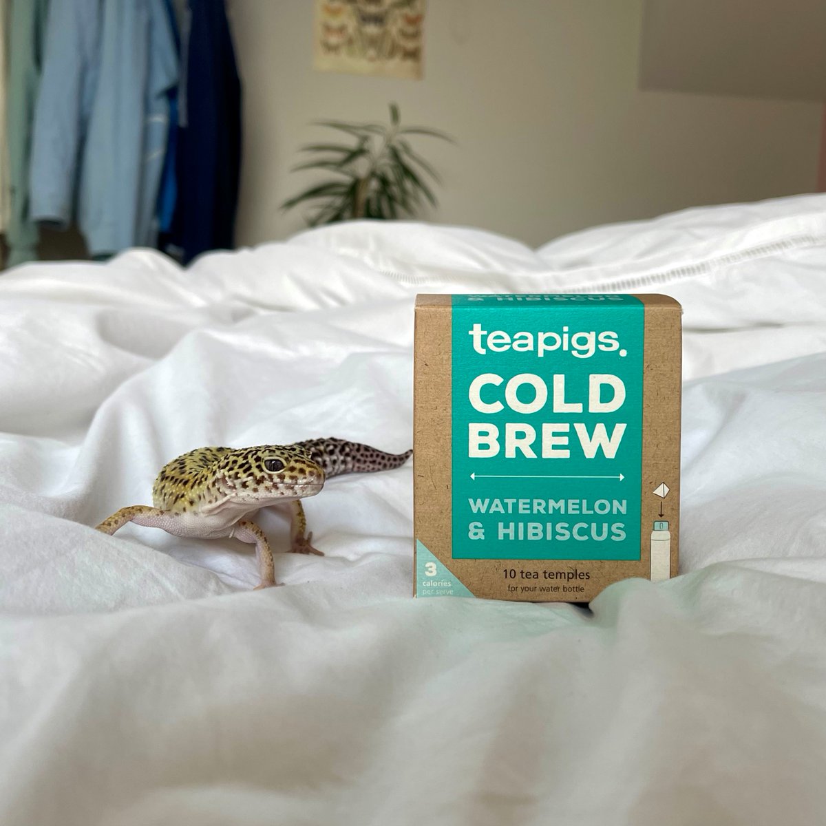 When we ask the teapigs team for photos of their pets, they sure deliver. Meet Pascal! 🦎