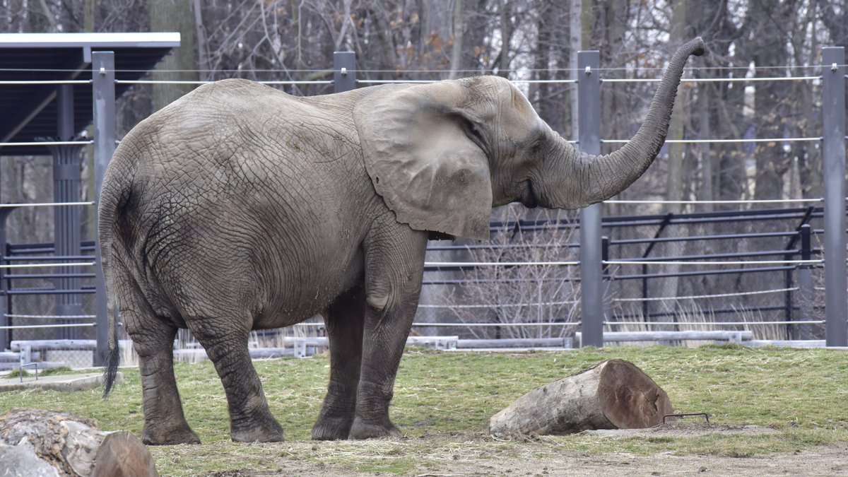 Who else is trumpeting with excitement for #414Day?  
#Milwaukee #MKEZoo