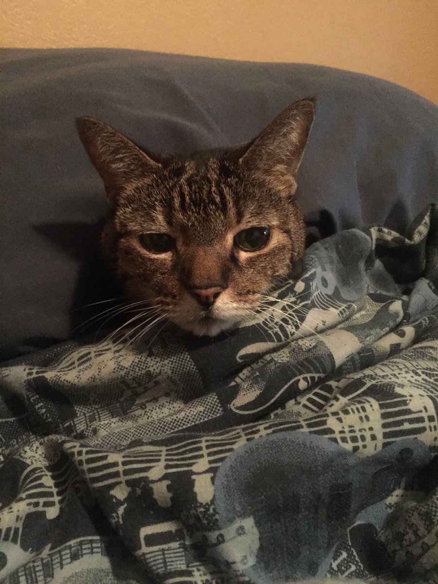 DanNissn's tweet photo. earlier this week i had to put down my cat due to kidney failure, i’ve had her for 18 years since i was a kid. Feels like i lost one of my best friends :( rip sassy https://t.co/Ei38D0e4S9