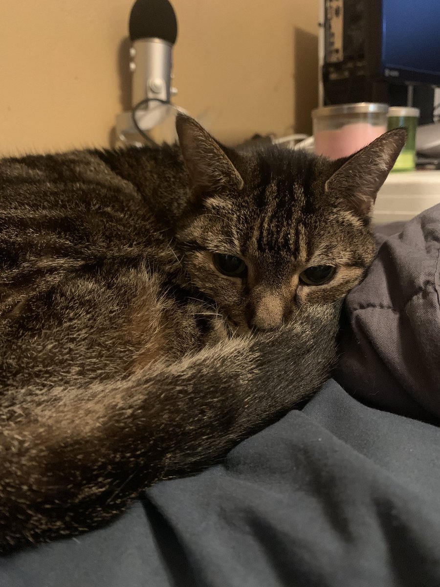 DanNissn's tweet photo. earlier this week i had to put down my cat due to kidney failure, i’ve had her for 18 years since i was a kid. Feels like i lost one of my best friends :( rip sassy https://t.co/Ei38D0e4S9