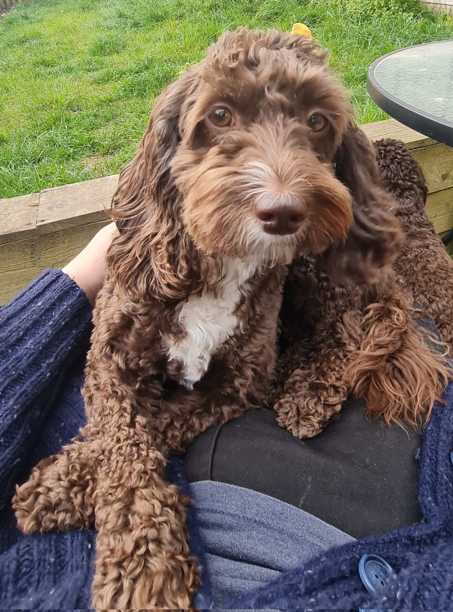 Getting a couple of practice hours of sitting with the dogs in the garden listening to <a href="/KestonCobblers/">Keston Cobblers Club</a> before the easter weekend.