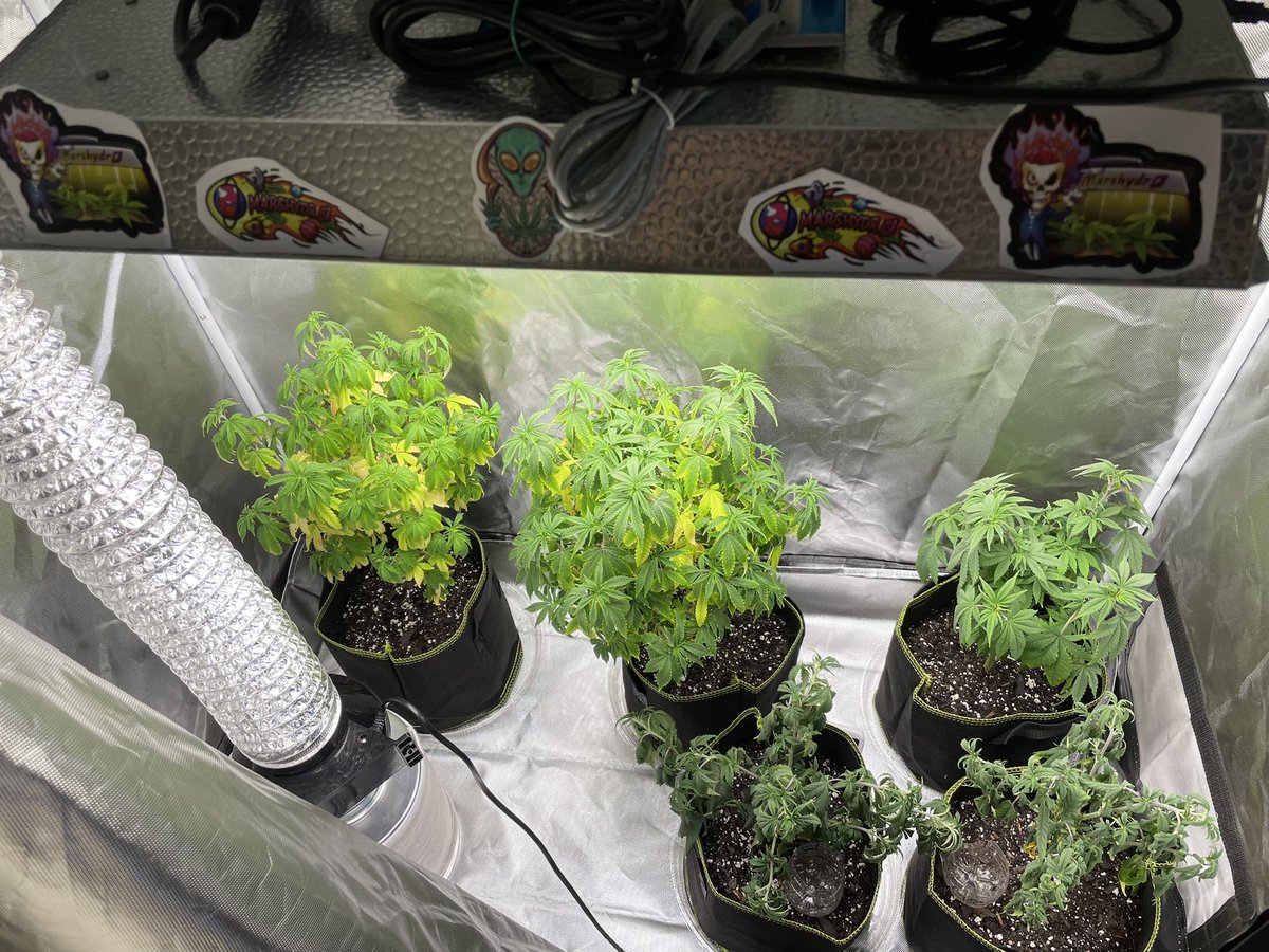 Michaelp420420's tweet photo. Tent got too hot and dried out. I didn’t know the timer stopped working so it’s been running 24/7..
@irvineseedco genetics. @MarsHydroLight tsw2000 in a 4x2 tent.
#daamnnation #marshydro #tsw2000 #growyourown
https://t.co/eB50wOKNZs https://t.co/EV3RcrEpcB