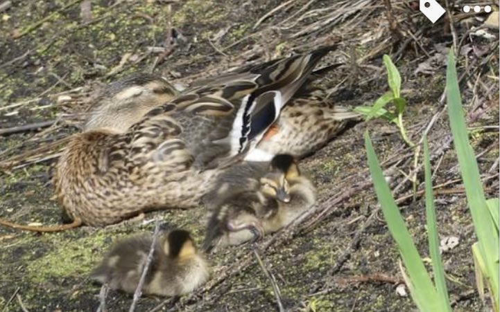 BridgeHousePond's tweet photo. Naomi has shared these stunning photographs from around the pond. Spring has very much sprung! #FelthamInBloom #FelthamBeauty @LondonInBloomUK @LondonNPC https://t.co/Edbz2N7Pr5