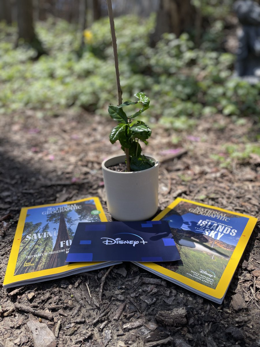 PHILIPSLEDGE's tweet photo. Thanks @disneyplus for sending out this coffee plant and two issues of @natgeomag ahead of #EarthDay2022. I'm excited to read them over while I make plans for this beautiful plant at my house. https://t.co/UkJtVFKiQc