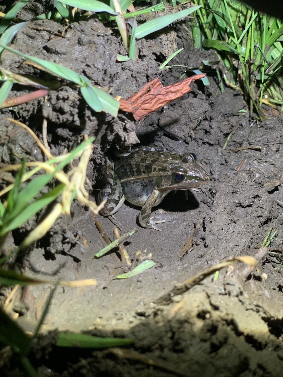 Some neighbors - somewhere in #Rwanda -