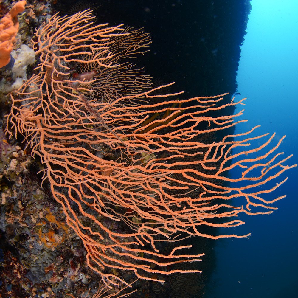 If you want to deploy artificial reefs, be sure you chose the right place. According to our new paper, in fact, this is more important than time, depth and shape of the structures in driving the benthic fauna colonisation.
peercommunityjournal.org/articles/10.24…

@INEE_CNRS