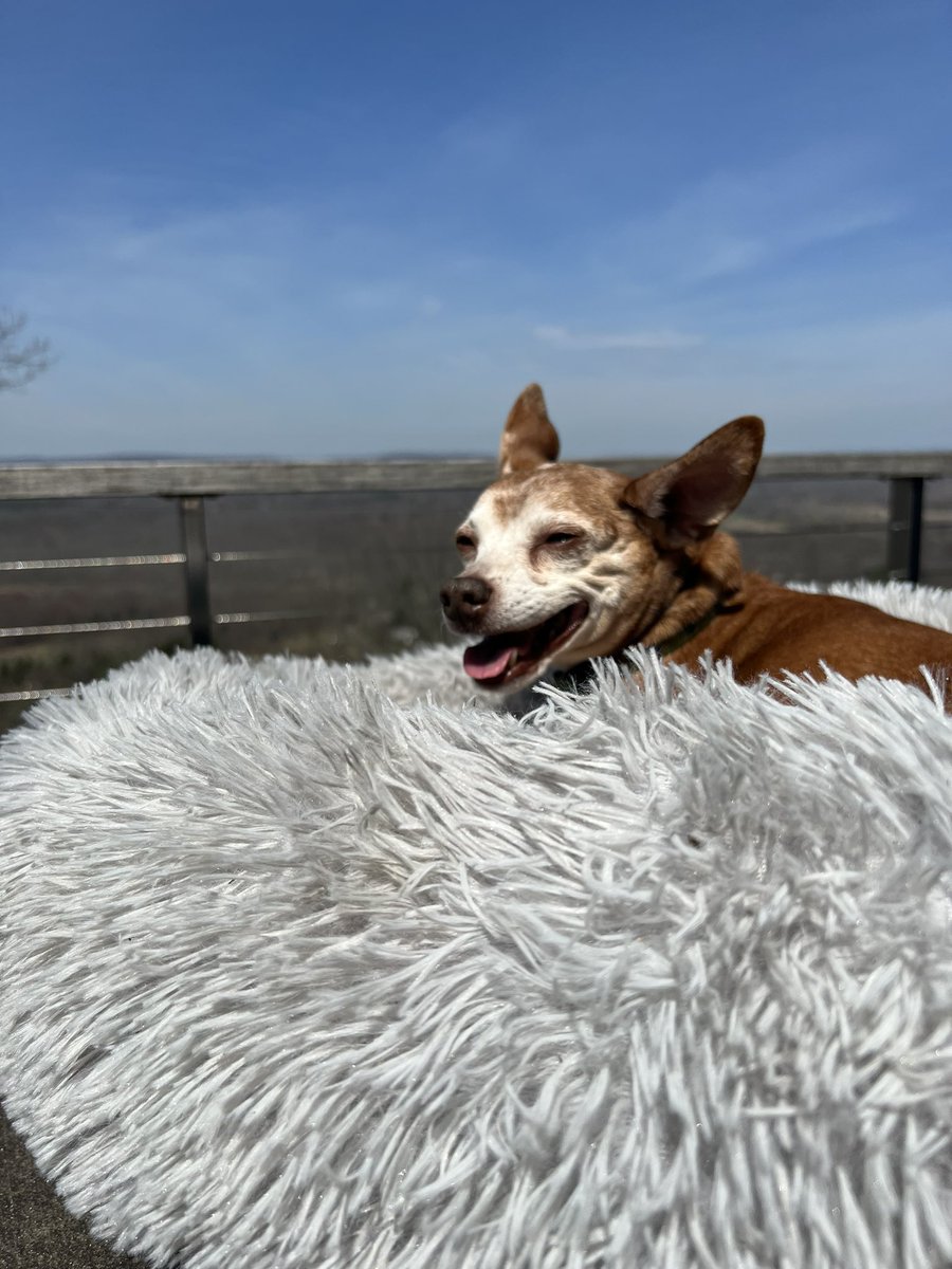 AnnLinkReville's tweet image. God damn! #happydog #springsmiles