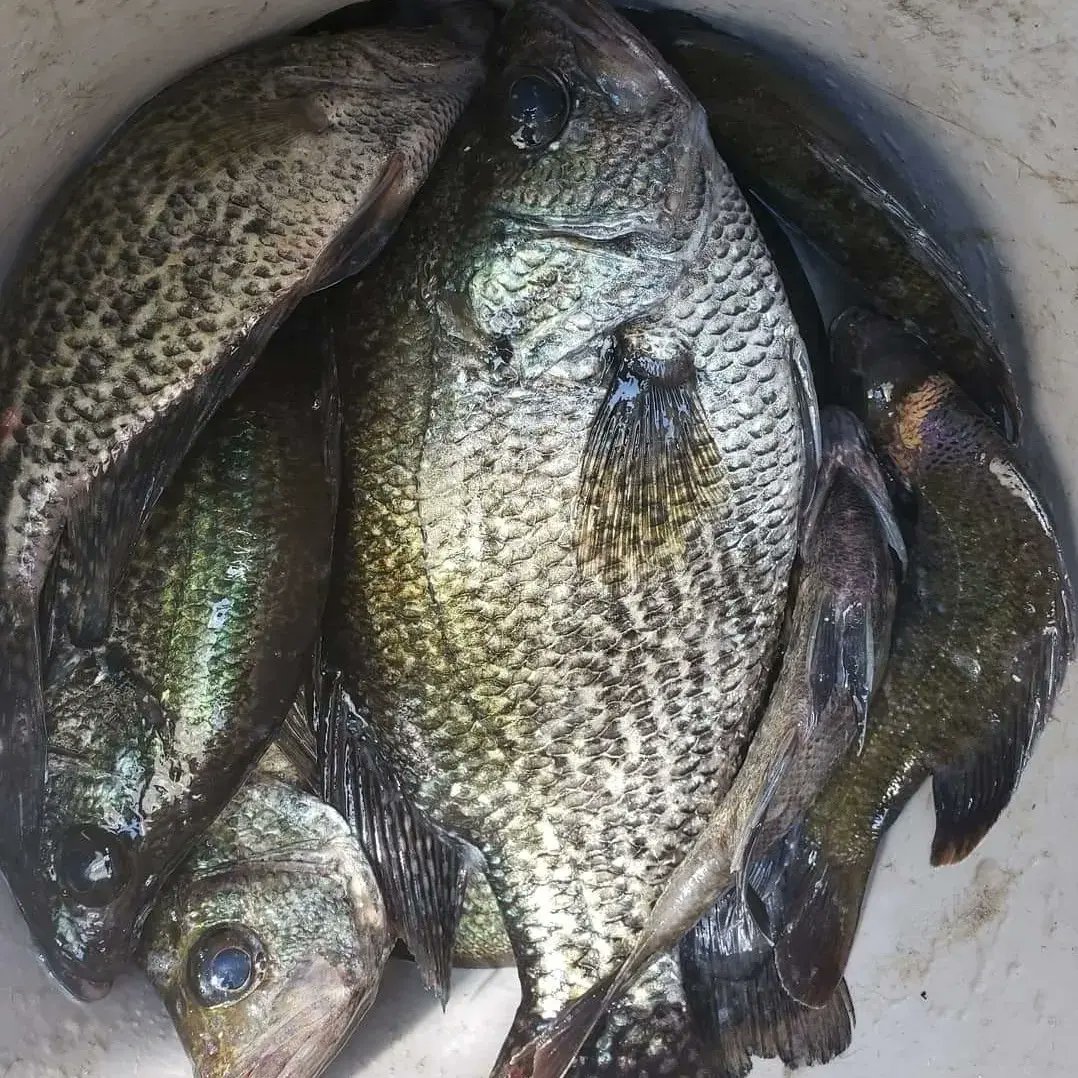 Countrycity79's tweet photo. Tomorrow the kitchen will be open #BIGBOYPLATES Fish Fry. Fresh Specks and Bluegills.. Each plate comes with 2 fish and fries for $12. #Crabricebowls $7 #JerkChickenEggroll $3 and Neeks One-Cup Lemonade $1. This will be a sold out event, 12pm until all is gone. https://t.co/VmnRfbCk8L