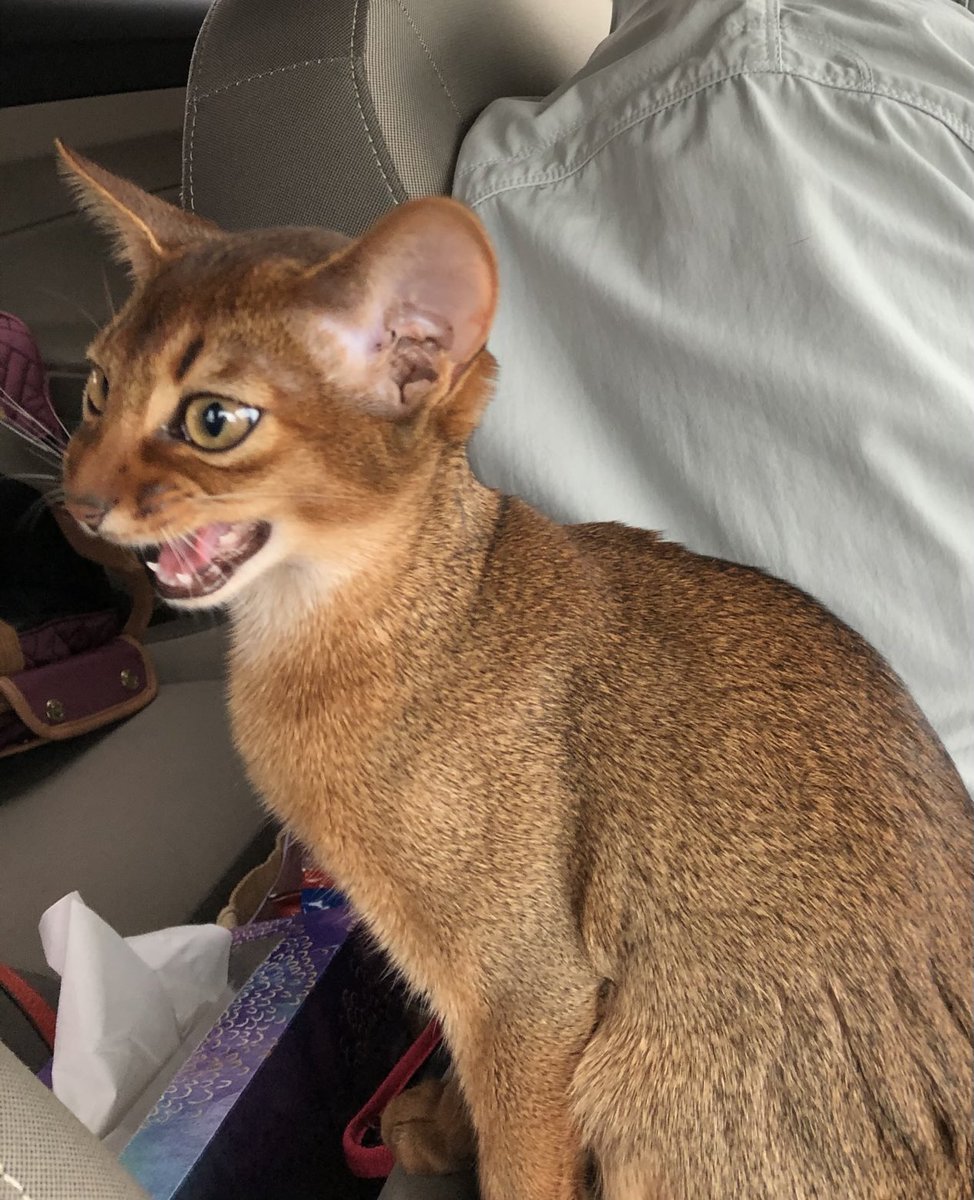 thekittlespins's tweet photo. #throwback Thursday. Almost four years ago. Trixie not loving the hours long drive to her new home. Although she liked 😻her new hoomans. We had treats. And snugglies toys. #CatsOfTwitter #abyssiniancats #abys @chardonay @abycats @TheCatZeppelin @nastrus https://t.co/QpRO6VxeHV