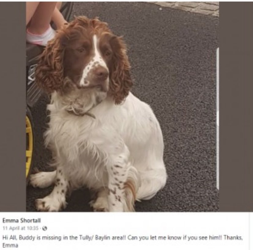 rosieDoc2's tweet photo. BUDDY missing #Tully / #Baylin area #Athlone #CountyWestmeath SOUTHERN IRELAND 9/4/22 
Male/adult #ESS Brown&amp;white brown spots on face 
CHIPPED 

OWNERS POST 
https://t.co/0BZwdK4c6N
DOGLOST LINK 
https://t.co/XZ1fkJ1muP

@ACR884 @AthloneGAA @bs2510 @MissingDogsIrl @MissingStolen https://t.co/0J2zvAQebD