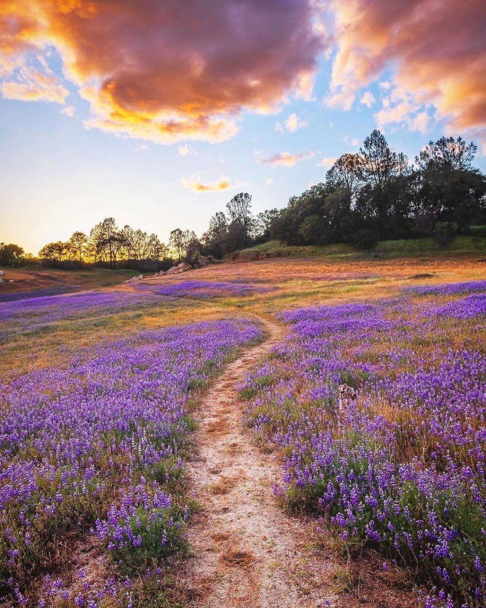 beyoncepretty21's tweet photo. Happiness is something everyone can give, and happiness can only be felt by one person.
#lupine blooms https://t.co/K6v3exzds8