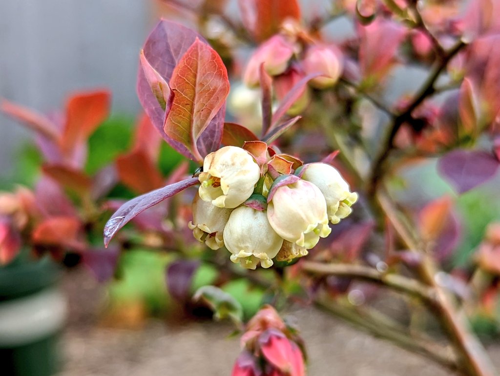 Despite all meteorological indications to the contrary, our blueberries would like to remind us that it is, in fact, spring.