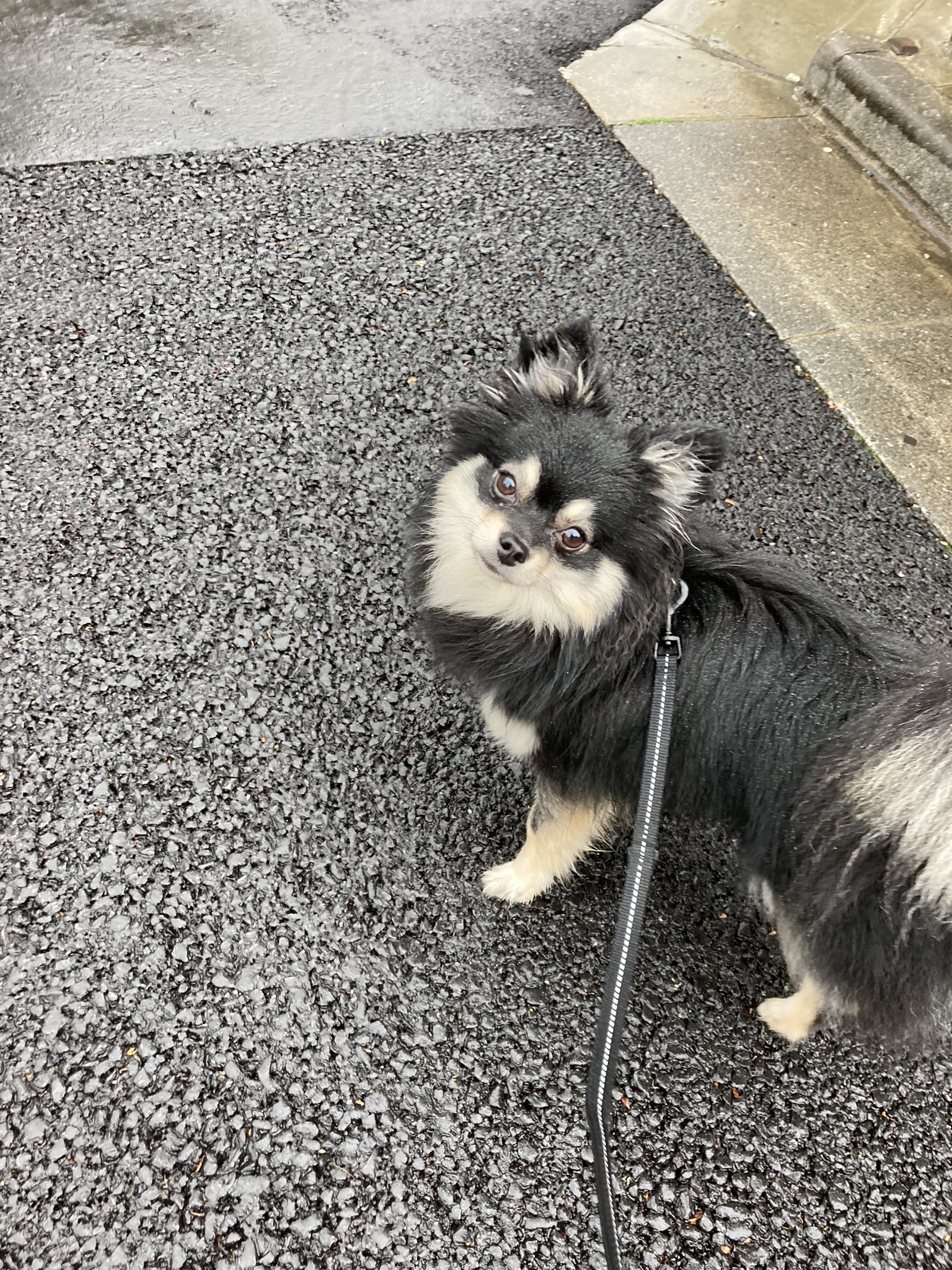 ぽめちー様 確認用