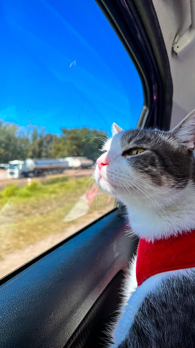 noeottaviano's tweet photo. A casa 💘
#SemanaSanta2022 #lapampa #cat #extraweekend #simon #travel #quemuquemu #Ruta5 #ruta5sur https://t.co/ZAcFtbHlmZ