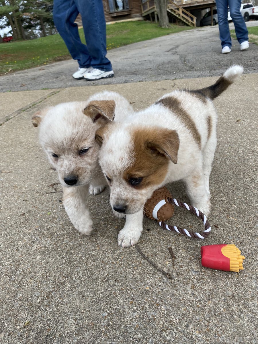 Omg!!! Look at my littles. They are shepherd heeler mixes.😍🐶🦴 #DogsofTwittter